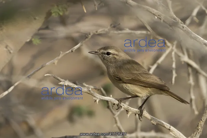 : Plain Leaf Warbler (Phylloscopus neglectus), Oman : Plain Leaf Warbler (Phylloscopus neglectus), Oman