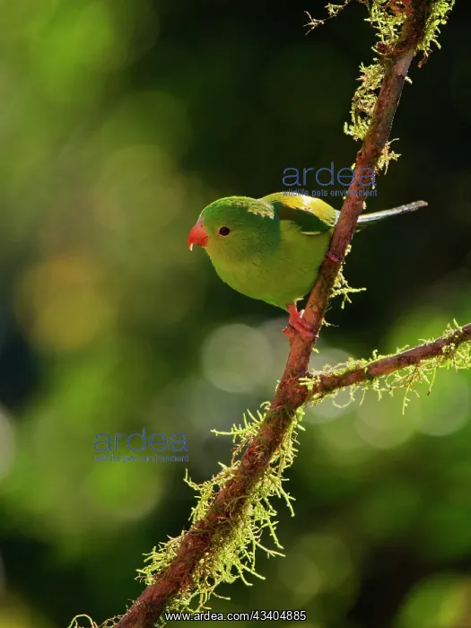 : Plain Parakeet backlit Brotogeris tirica Atlantic : Plain Parakeet backlit Brotogeris tirica Atlantic