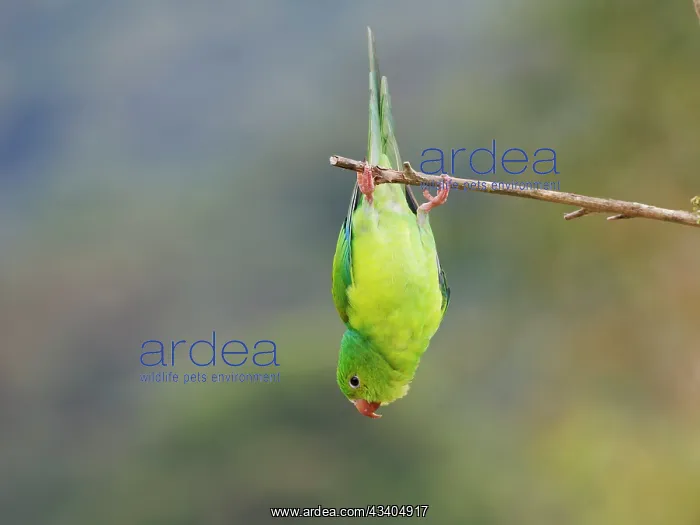 : Plain Parakeet Brotogeris tirica Atlantic Forest : Plain Parakeet Brotogeris tirica Atlantic Forest