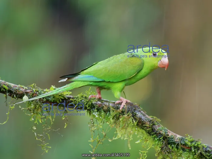 : Plain Parakeet Brotogeris tirica Atlantic Forest : Plain Parakeet Brotogeris tirica Atlantic Forest