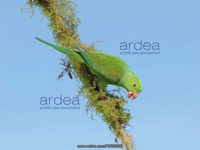 : Plain Parakeet Brotogeris tirica Atlantic Forest : Plain Parakeet Brotogeris tirica Atlantic Forest