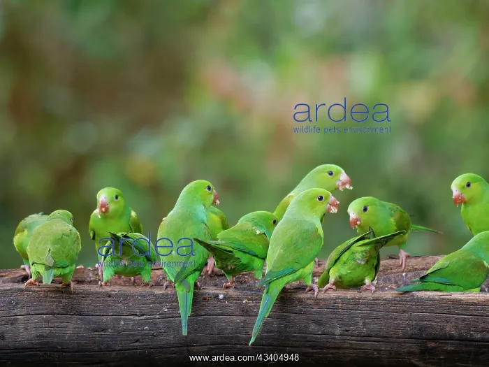 : Plain Parakeet flock on feeder Brotogeris tirica : Plain Parakeet flock on feeder Brotogeris tirica