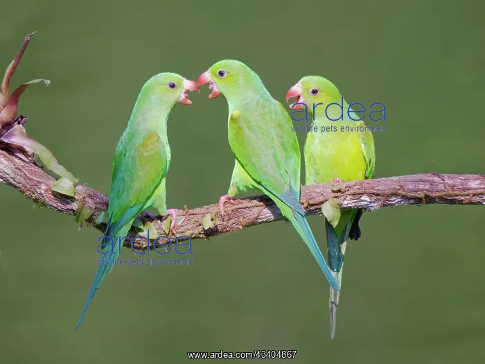 : Plain Parakeet group Brotogeris tirica Atlantic : Plain Parakeet group Brotogeris tirica Atlantic