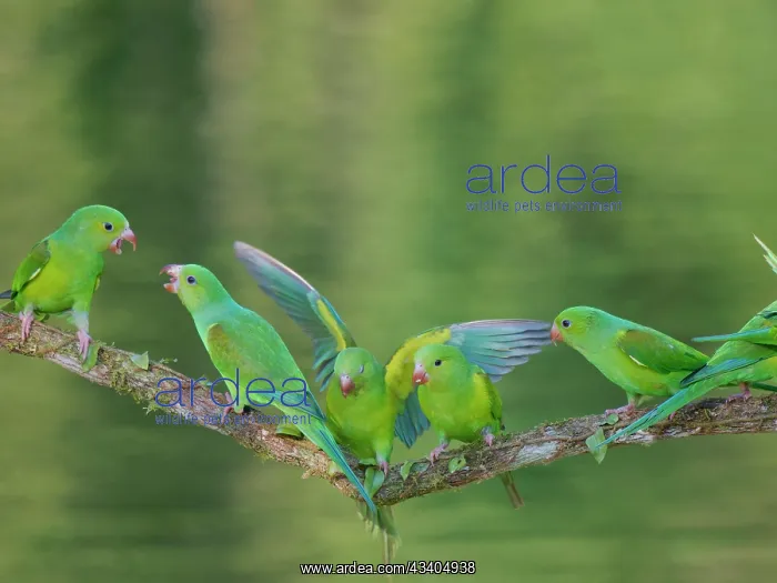 : Plain Parakeet group Brotogeris tirica Atlantic : Plain Parakeet group Brotogeris tirica Atlantic