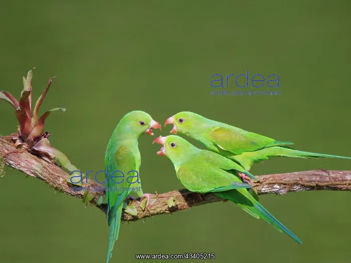 : Plain Parakeet group Brotogeris tirica Atlantic : Plain Parakeet group Brotogeris tirica Atlantic