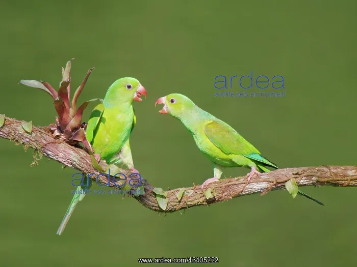 : Plain Parakeet group Brotogeris tirica Atlantic : Plain Parakeet group Brotogeris tirica Atlantic