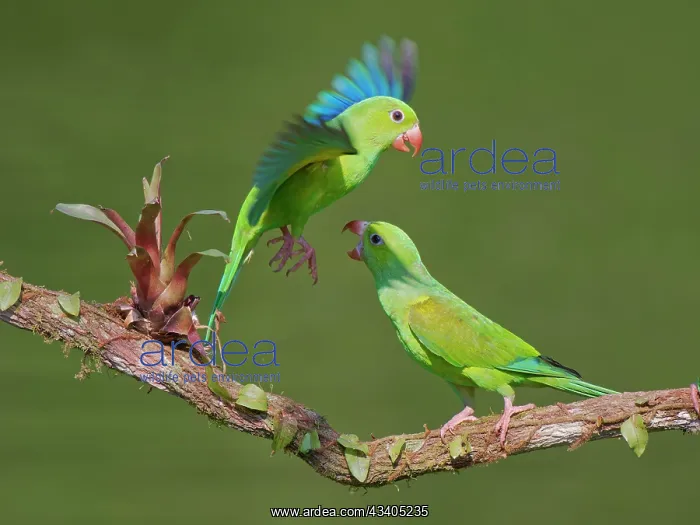 : Plain Parakeet group Brotogeris tirica Atlantic : Plain Parakeet group Brotogeris tirica Atlantic