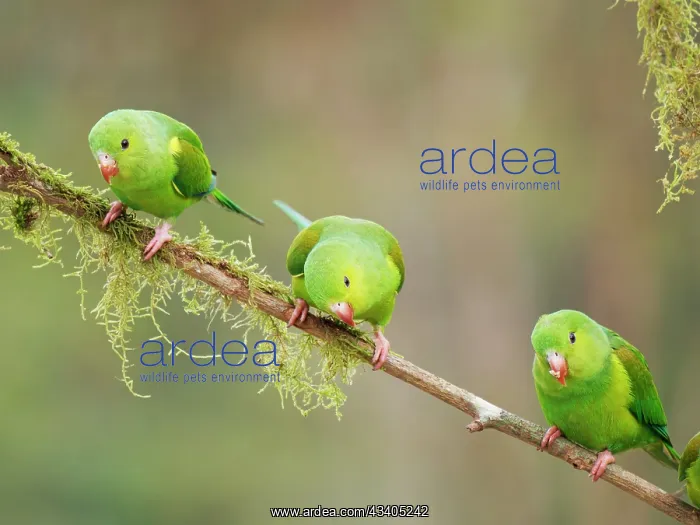 : Plain Parakeet group Brotogeris tirica Atlantic : Plain Parakeet group Brotogeris tirica Atlantic