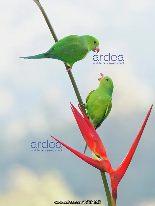  : Plain Parakeet on Heliconia flower Brotogeris tirica