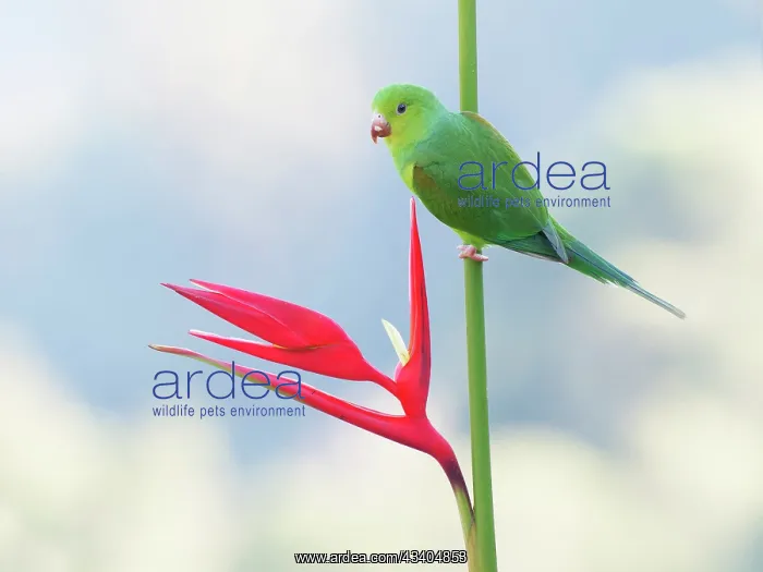  : Plain Parakeet on Heliconia flower Brotogeris tirica