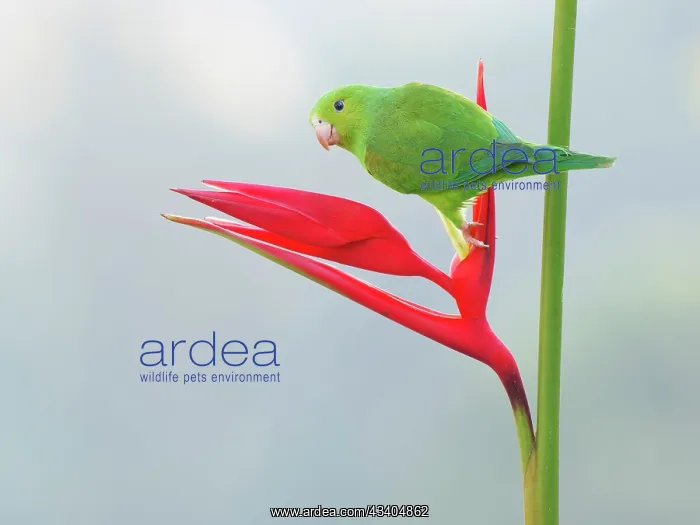  : Plain Parakeet on Heliconia flower Brotogeris tirica