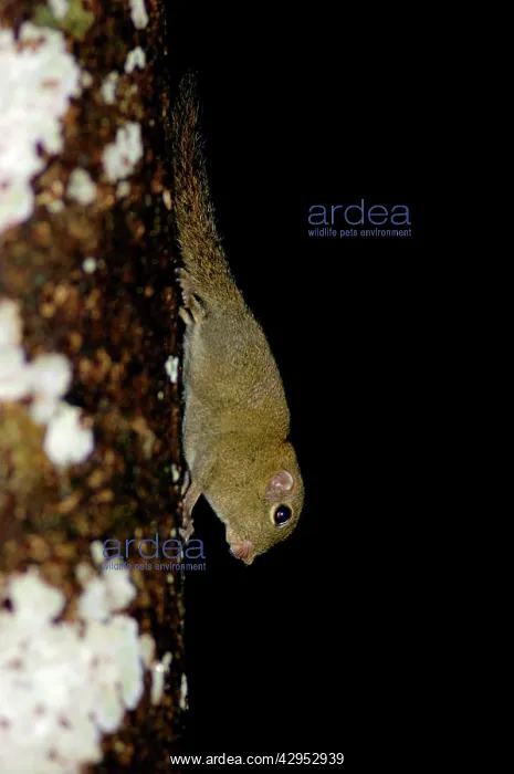 : Plain Pigmy Squirrel runs impetuously up and down : Plain Pigmy Squirrel runs impetuously up and down