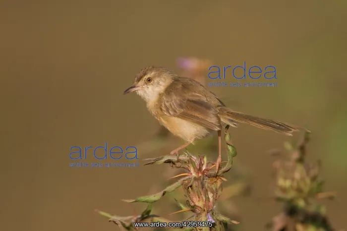 : Plain Prinia : Plain Prinia