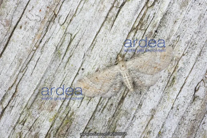 : Plain Pug Moth : Plain Pug Moth