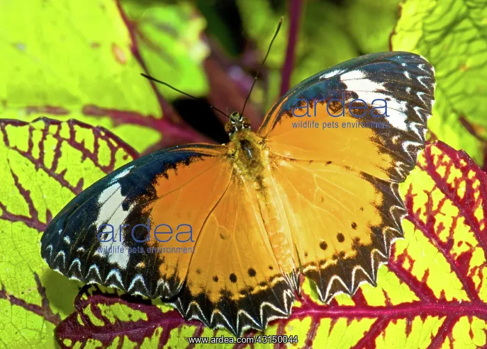 : Plain Tiger Butterfly : Plain Tiger Butterfly