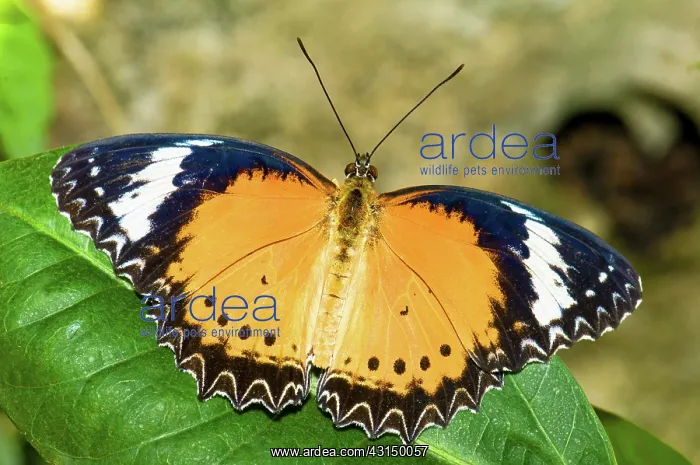 : Plain Tiger Butterfly : Plain Tiger Butterfly