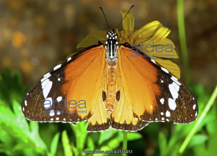 : Plain Tiger Butterfly : Plain Tiger Butterfly