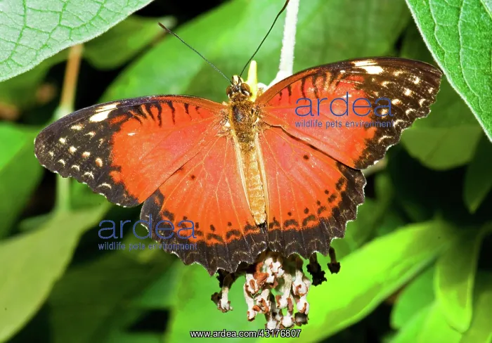 : Plain Tiger Butterfly : Plain Tiger Butterfly