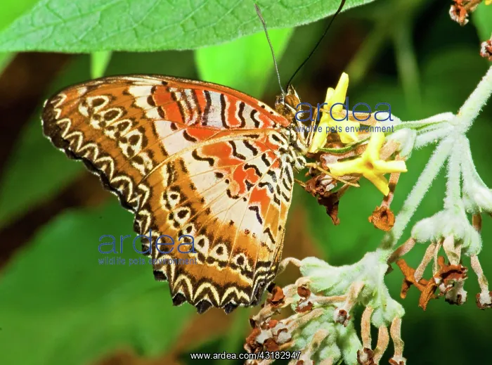 : Plain Tiger Butterfly : Plain Tiger Butterfly
