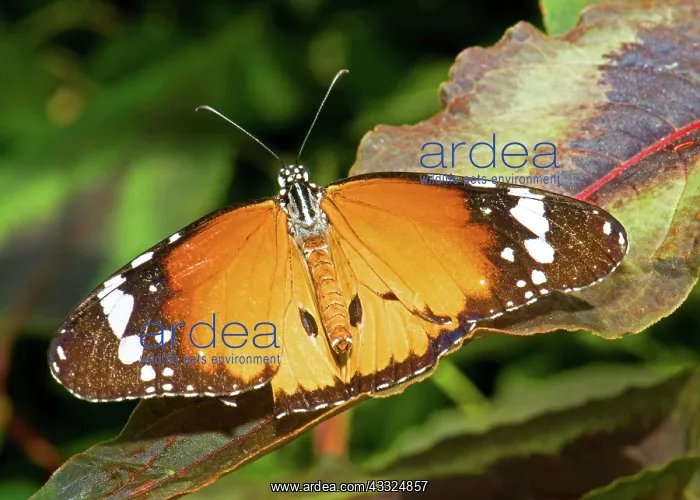 : Plain Tiger Butterfly : Plain Tiger Butterfly