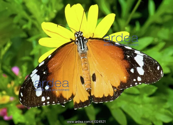 : Plain Tiger Butterfly : Plain Tiger Butterfly