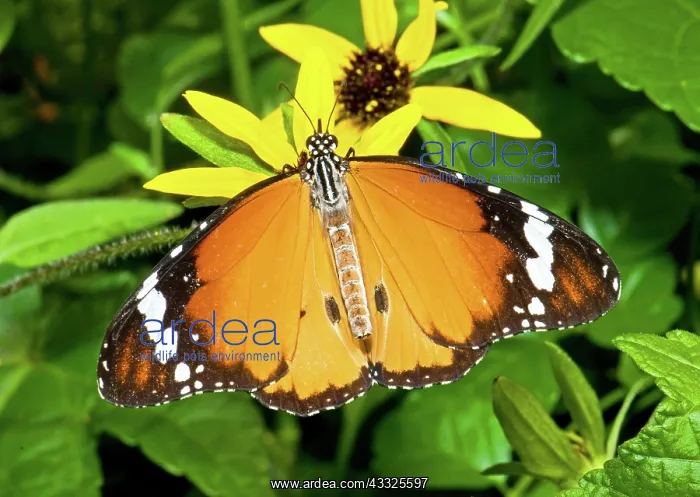 : Plain Tiger Butterfly : Plain Tiger Butterfly