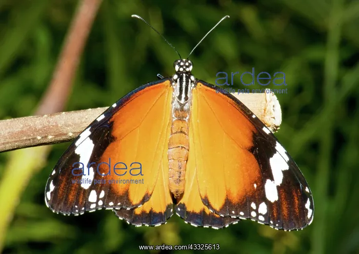: Plain Tiger Butterfly : Plain Tiger Butterfly