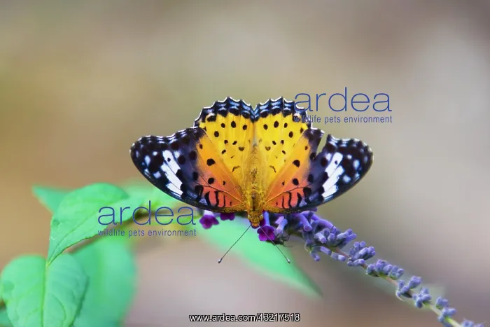 : Plain Tiger Butterfly (Danaus chrysippus) : Plain Tiger Butterfly (Danaus chrysippus)