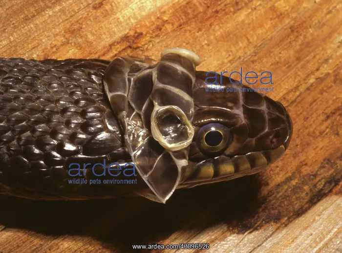 : Plainbelly Water Snake Shedding : Plainbelly Water Snake Shedding