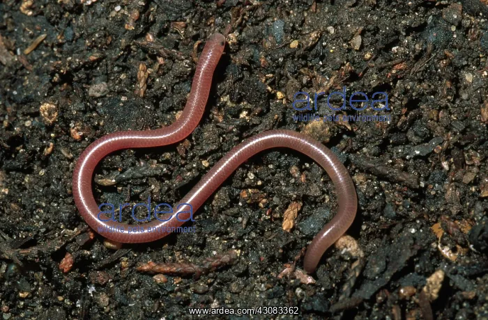 : Plains Blind Snake : Plains Blind Snake