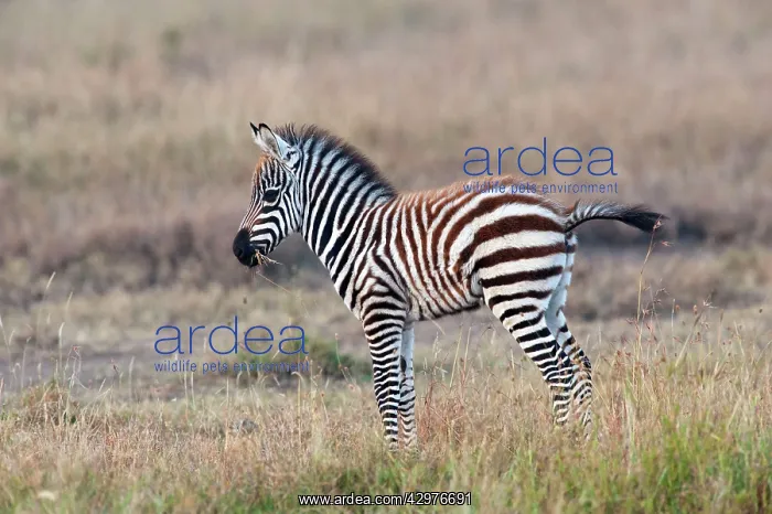 : Plains / Burchell's Zebra - young : Plains / Burchell's Zebra - young