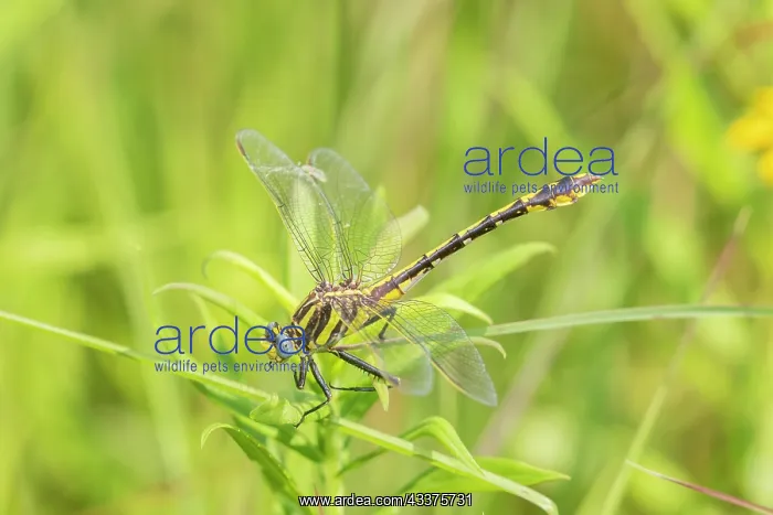 : Plains Clubtail (Gomphus externus) Lawrence County : Plains Clubtail (Gomphus externus) Lawrence County
