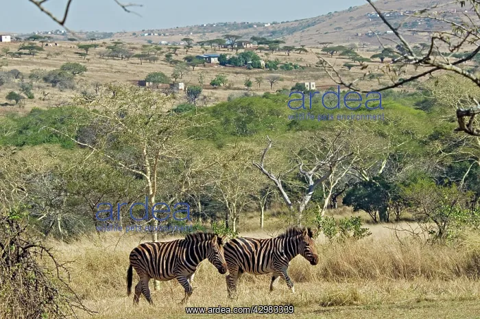 : Plains / Common / Burchell's Zebra : Plains / Common / Burchell's Zebra