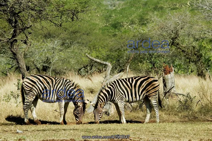 : Plains / Common / Burchell's Zebra : Plains / Common / Burchell's Zebra