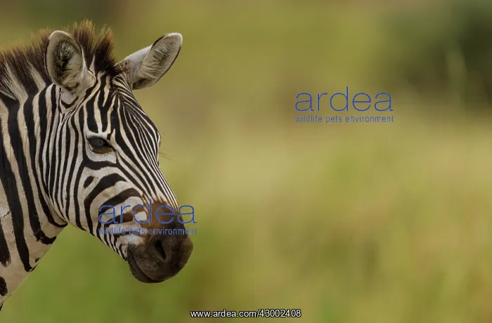 : Plains / Common / Burchell's Zebra : Plains / Common / Burchell's Zebra
