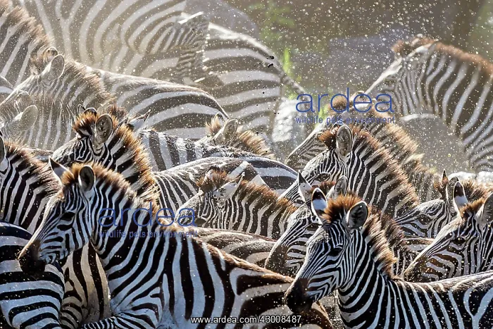 : Plains / Common / Burchell's Zebra : Plains / Common / Burchell's Zebra