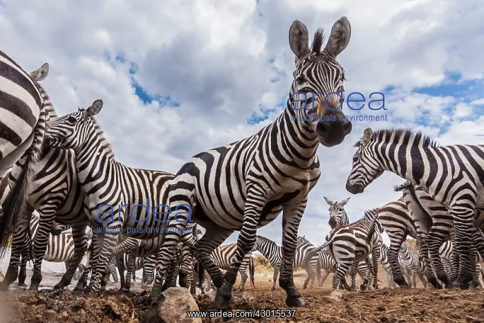 : Plains / Common / Burchell's Zebra : Plains / Common / Burchell's Zebra