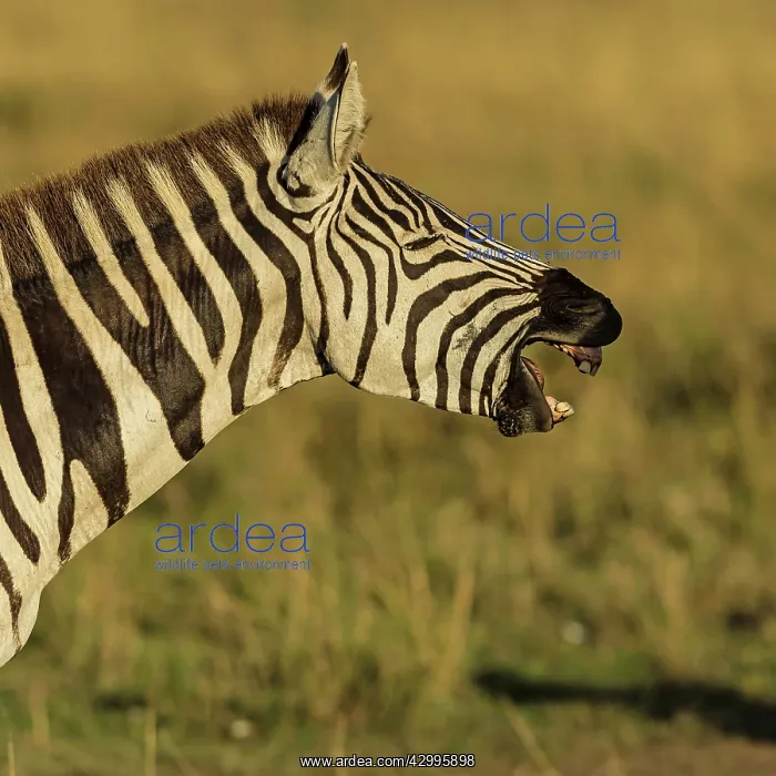 : Plains Common Burchell's Zebra communicating : Plains Common Burchell's Zebra communicating