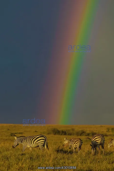 : Plains / Common / Burchell's Zebra grazing under : Plains / Common / Burchell's Zebra grazing under