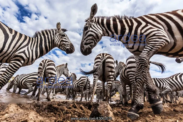 : Plains / Common / Burchell's Zebra herd : Plains / Common / Burchell's Zebra herd