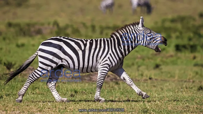 : Plains / Common / Burchell's Zebra male braying : Plains / Common / Burchell's Zebra male braying