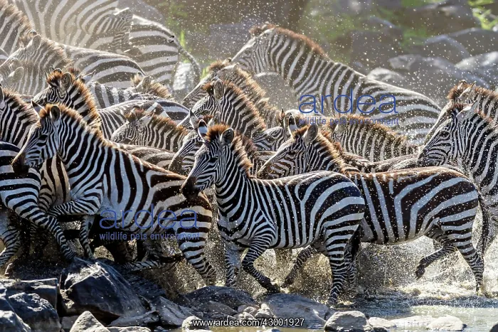 : Plains / Common / Burchell's Zebra - panicking at river bank : Plains / Common / Burchell's Zebra - panicking at river bank