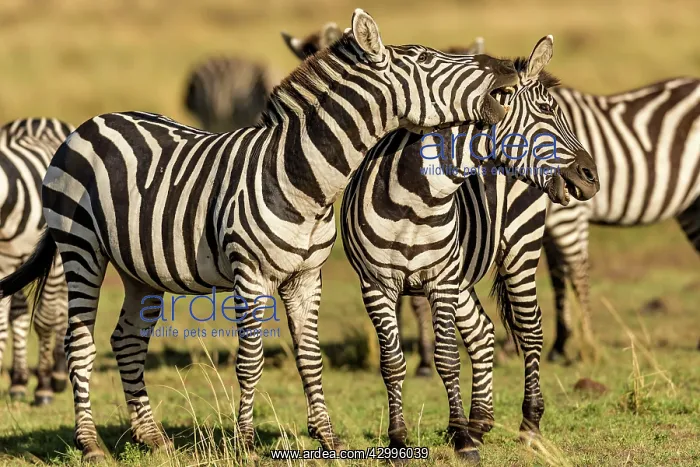 : Plains Common Burchell's Zebra play fighting : Plains Common Burchell's Zebra play fighting