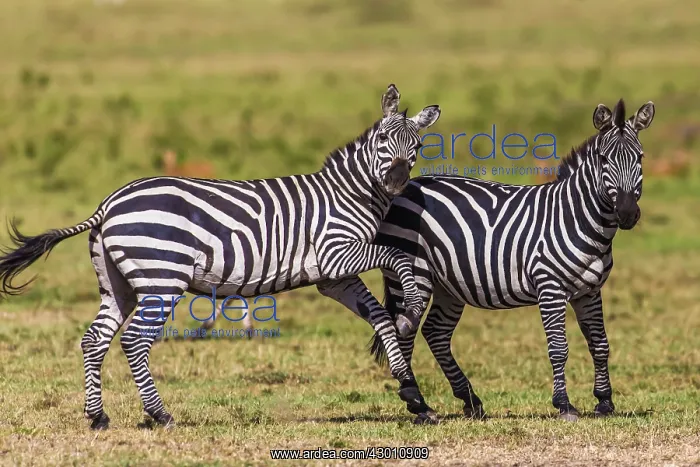 : Plains / Common / Burchell's Zebra play fighting : Plains / Common / Burchell's Zebra play fighting