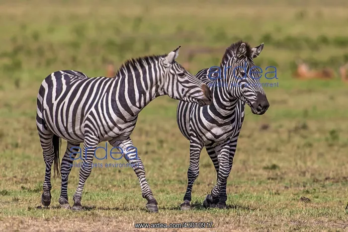: Plains / Common / Burchell's Zebra play fighting : Plains / Common / Burchell's Zebra play fighting