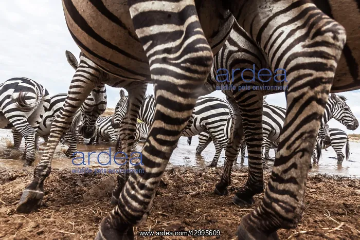 : Plains Common Burchell's Zebra at river bank : Plains Common Burchell's Zebra at river bank