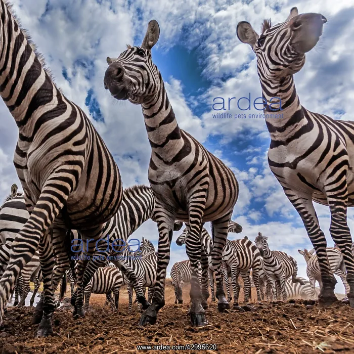 : Plains Common Burchell's Zebra at river bank : Plains Common Burchell's Zebra at river bank