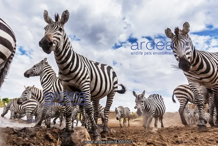 : Plains / Common / Burchell's Zebra at river bank : Plains / Common / Burchell's Zebra at river bank
