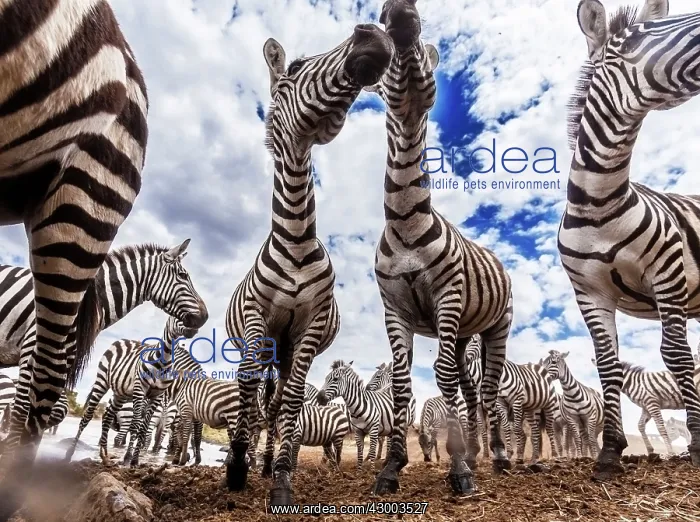 : Plains / Common / Burchell's Zebra at river bank : Plains / Common / Burchell's Zebra at river bank