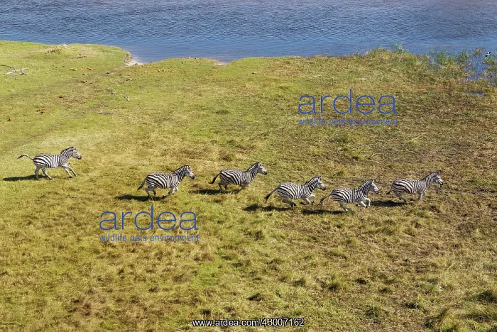 : Plains / Common / Burchell's Zebra running at the : Plains / Common / Burchell's Zebra running at the